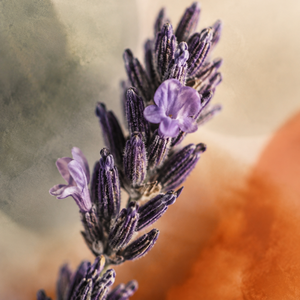 Lavendel